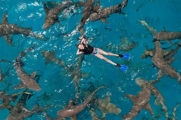 Snorkelling above a coral reef