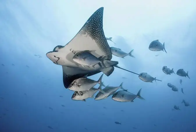 Manta Point
