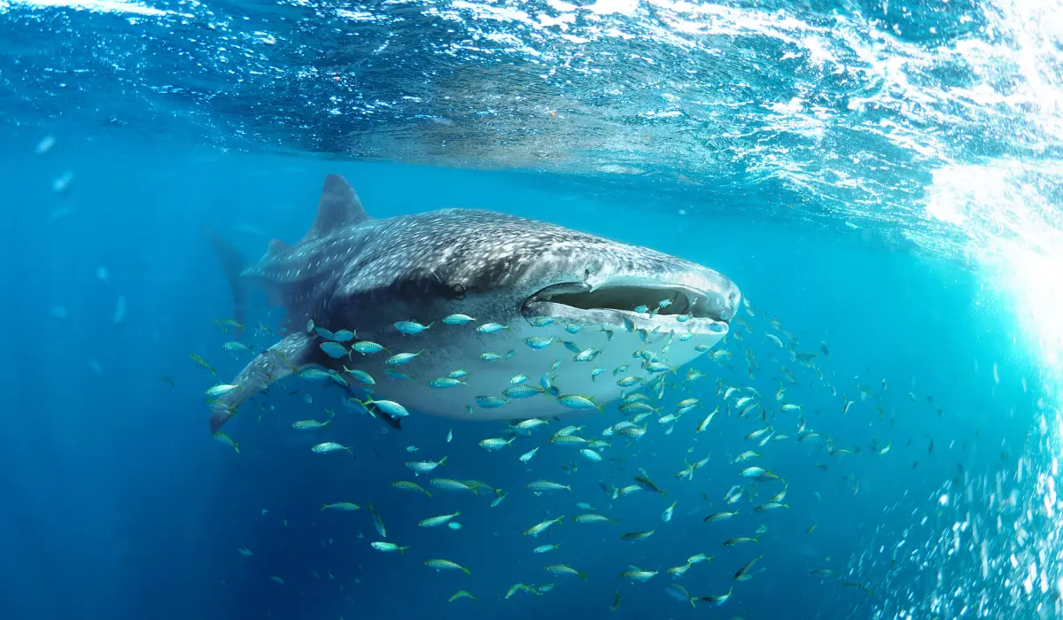 A whale shark feeding near the surface surrounded by small reef fish in the Maldives