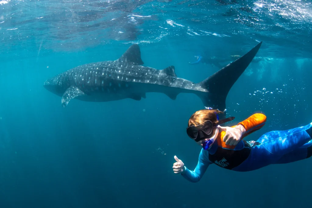 A snorkeller swimming alongside a whale shark at a respectful distance in the Maldives