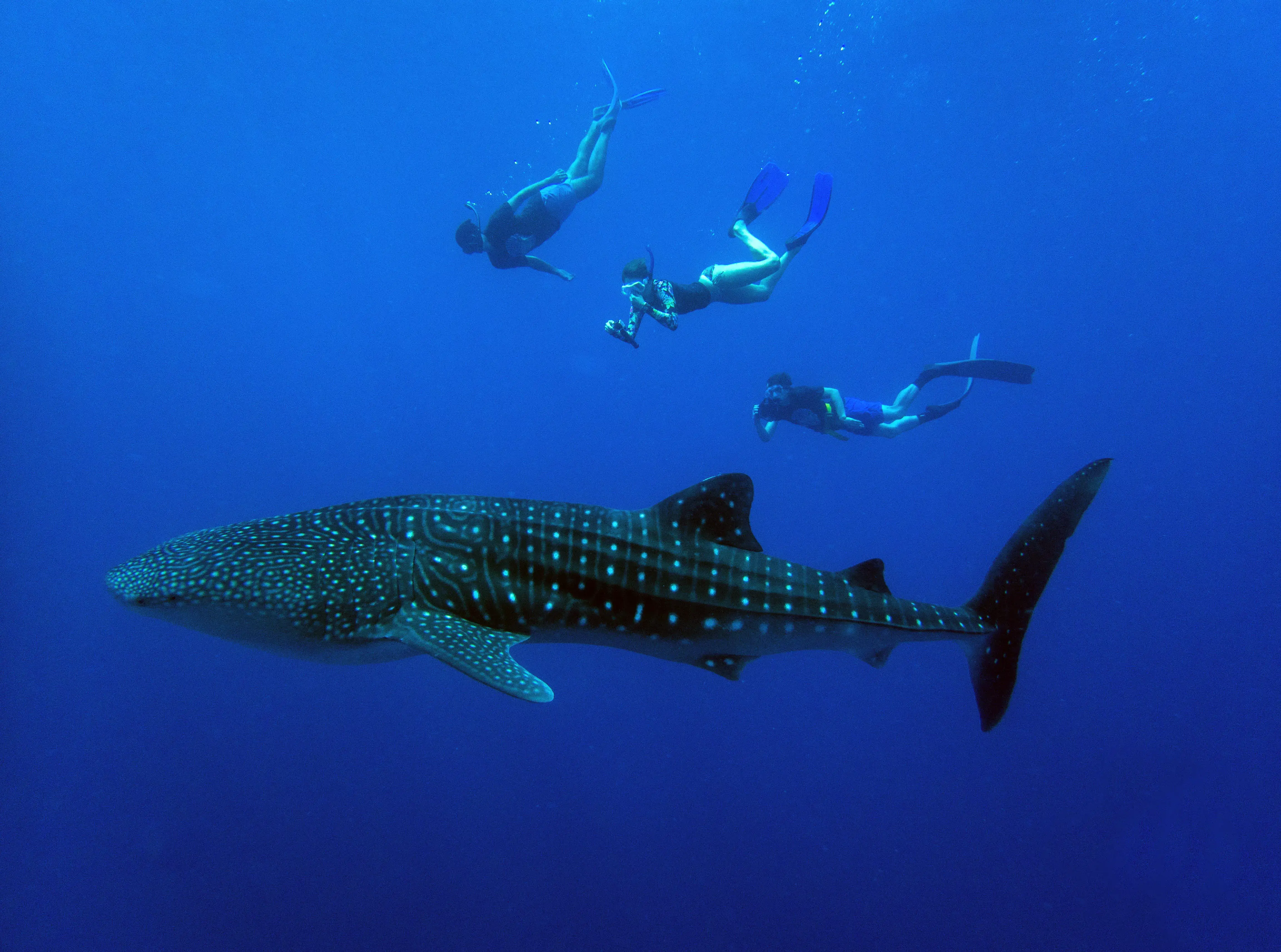 Swimming with Whale Sharks in the Maldives: Everything You Need to Know.