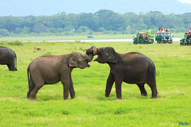 Minneriya National Park Safari