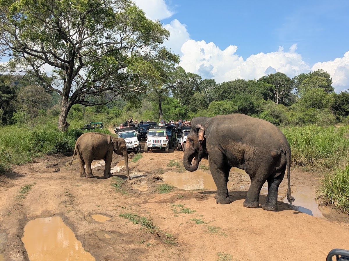 Hurulu Eco Park - Wild Elephant Safari