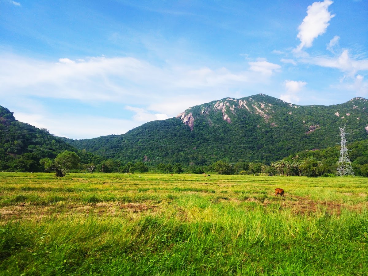 Ritigala national forest reserve