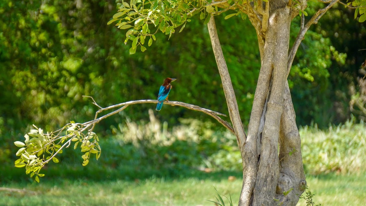 Minneriya National Park Safari