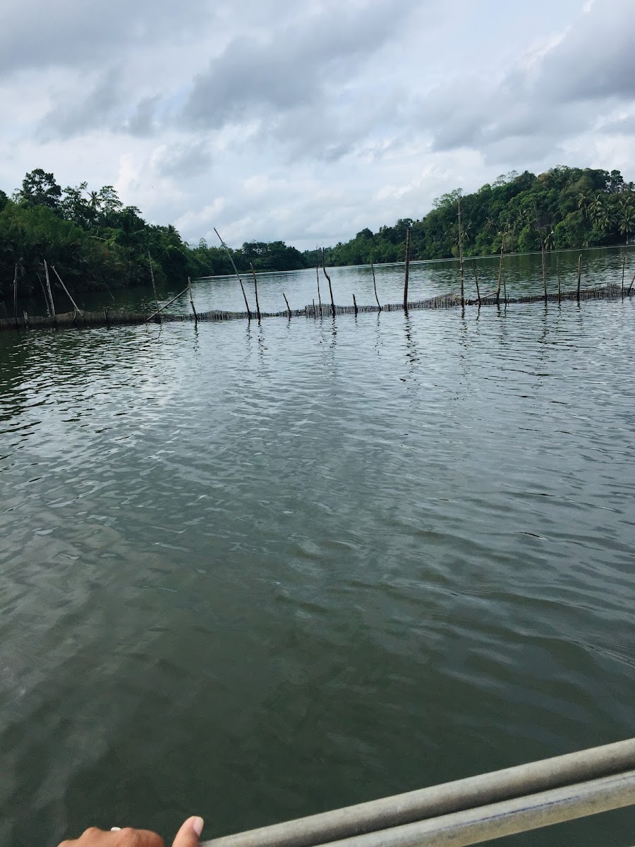 Madu Gage Boat Safari