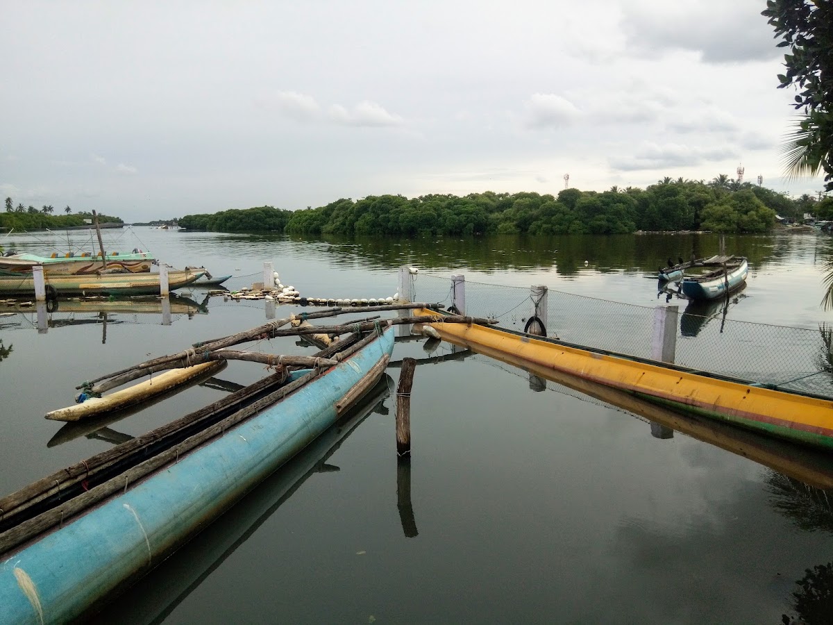 Negombo Lagoon